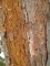PINUS sylvestris