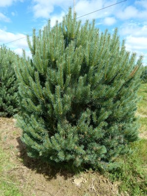 PINUS sylvestris 'Watereri'