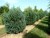 PINUS sylvestris 'Watereri'