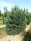 PINUS sylvestris 'Watereri'