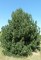 PINUS nigra 'Austriaca'