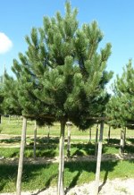 Pinus nigra 'Austriaca' Tige