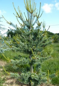 Pin blanc de Japon 'Glauca'