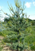 PINUS parviflora 'Glauca'