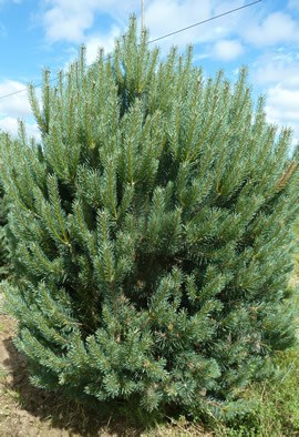 PINUS sylvestris 'Watereri'