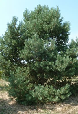 PINUS sylvestris