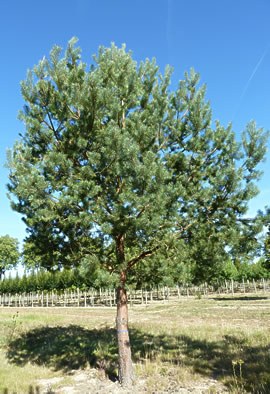 Pinus sylvestris Tige