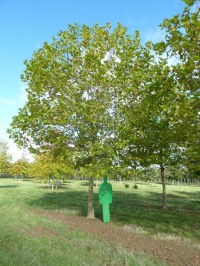 Platane à feuilles d'érable