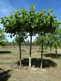 Platane à feuilles d'érable