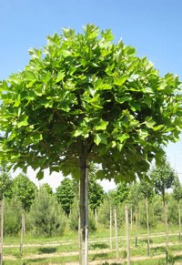 Platane boule 'Alphen's Globe'