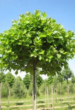PLATANUS x acerifolia 'Alphen's Globe'