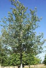 POPULUS tremula