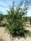 PRUNUS 'Accolade'