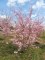 PRUNUS 'Accolade'