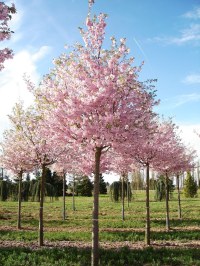 PRUNUS 'Accolade'