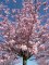 PRUNUS 'Accolade'