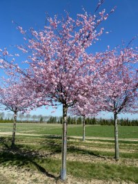 PRUNUS 'Accolade'