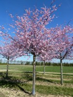 PRUNUS 'Accolade'