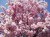 PRUNUS 'Accolade'