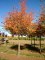 PRUNUS 'Accolade'