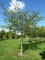 PRUNUS 'Accolade'