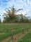 PRUNUS 'Accolade'