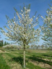 Merisier à fleurs doubles