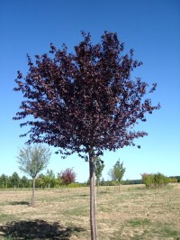 PRUNUS cerasifera 'Nigra' ('Pissardii')