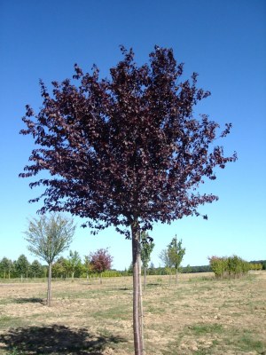 PRUNUS cerasifera 'Nigra' ('Pissardii')