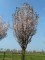 PRUNUS hillieri 'Spire'