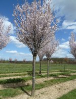 PRUNUS hillieri 'Spire'