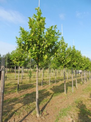 PRUNUS laurocerasus 'Novita'