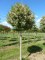 PRUNUS lusitanica