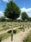 PRUNUS lusitanica