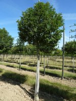 PRUNUS lusitanica