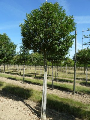 PRUNUS lusitanica