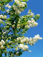 PRUNUS maacki 'Amber Beauty'
