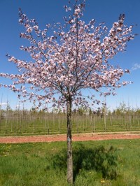 Cerisier à fleurs Sargentii