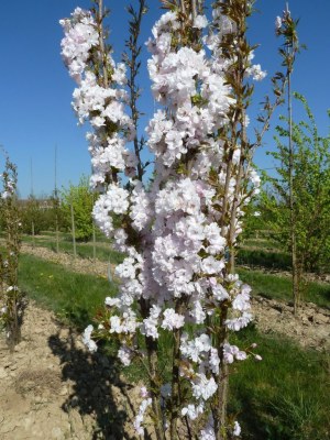 PRUNUS serrulata 'Amanogawa'