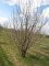 PRUNUS serrula