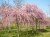 PRUNUS subhirtella 'Pendula'