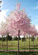 PRUNUS 'Accolade'