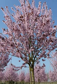 Prunier à fleurs 'Nigra'