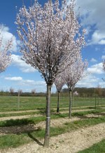 PRUNUS hillieri 'Spire'