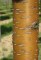 PRUNUS maacki 'Amber Beauty'