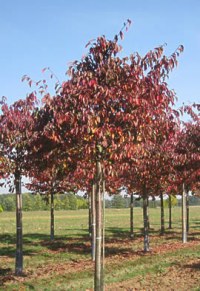 Cerisier à fleurs Sargentii