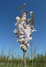 PRUNUS serrulata 'Amanogawa'