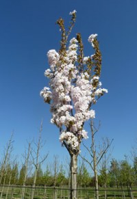 Cerisier des collines du Japon