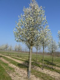 Poirier à fleurs 'Chanticleer'