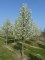 PYRUS calleryana 'Chanticleer'